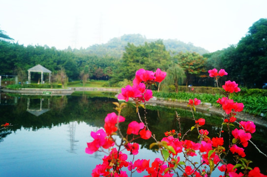 深圳宝安公园池塘美景