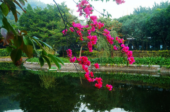 池塘凉亭鲜花