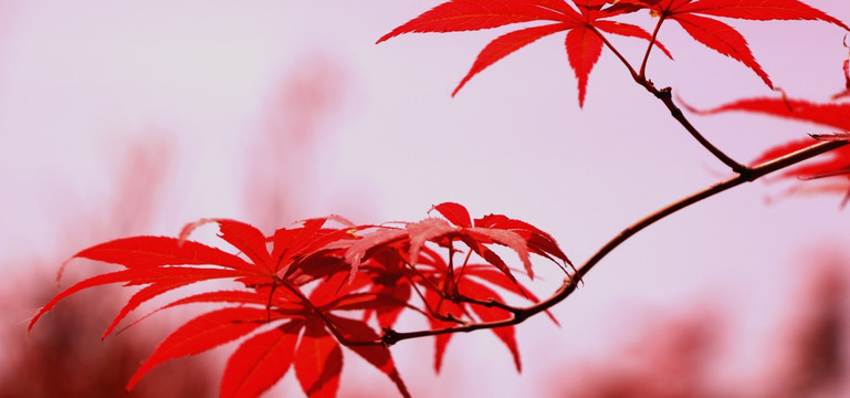 红枫 叶子 枫树林