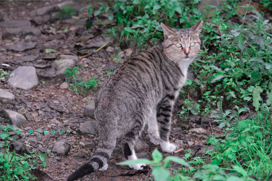 猫咪 宠物