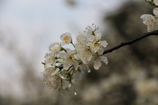 李花开了 春风村