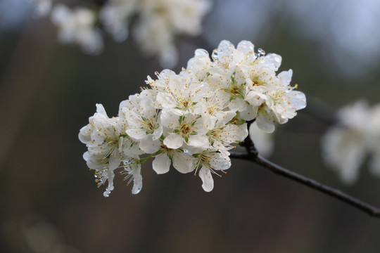 李花开了 春风村