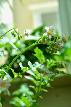 洋芋花 土豆花