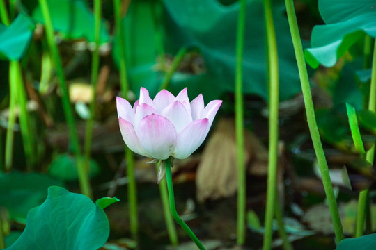 荷花 莲花