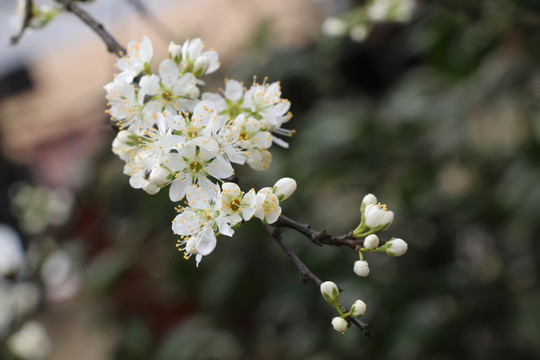 李花开了 春风村