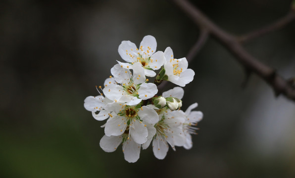 李花开了 春风村