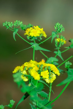 野菊花