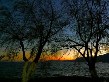 黄昏湖畔树木