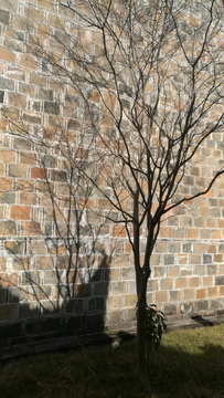 砖墙与树木