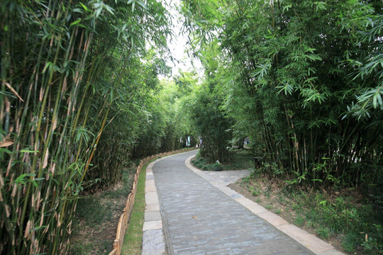 扬州个园竹林