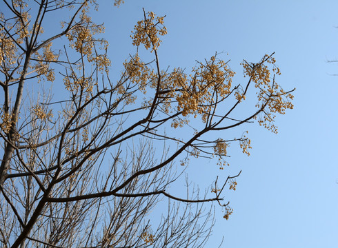 黑白树枝