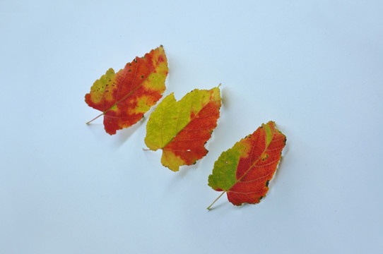 三片秋天的叶子