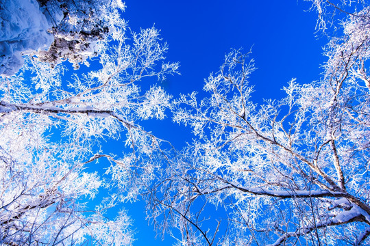 雪景 雪松 冰雪世界