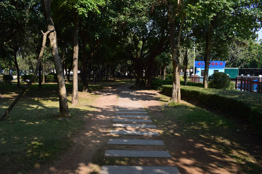 黄江公园林荫路