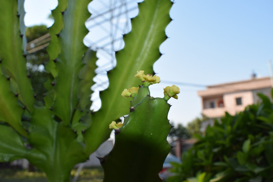 龙骨仙人掌开花图片