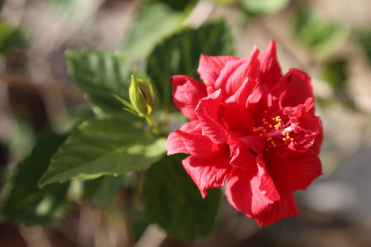 重瓣朱槿 朱槿 桑槿 扶桑 花