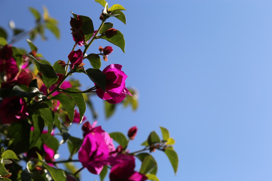 三角梅 花草 绿植 花卉 梅