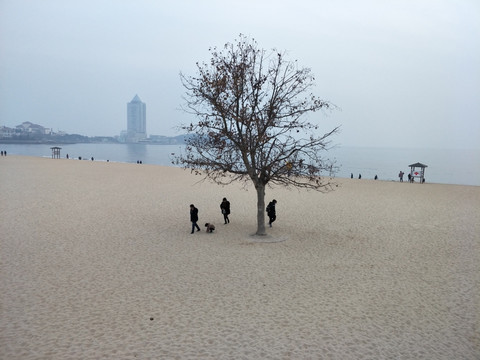 一颗树 沙滩奇树