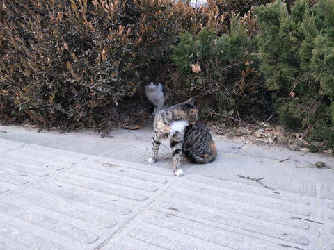 猫咪 猫 流浪猫 自由猫