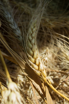 小麦麦穗