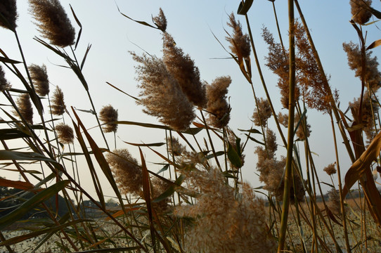 夕阳下的芦苇