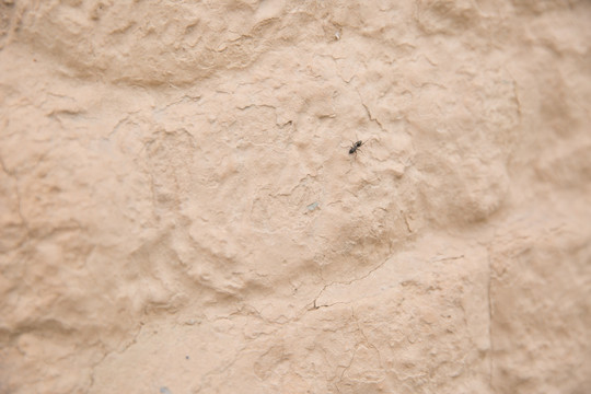 黄土墙上的蚂蚁