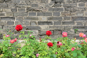 砖墙玫瑰花背景