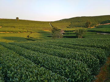 茶山 龙井