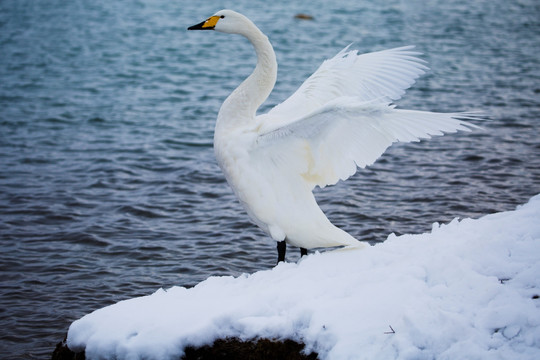 大天鹅