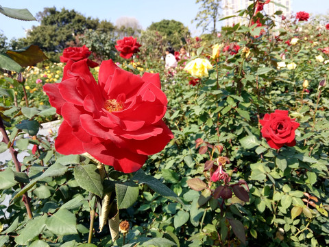 玫瑰花 红色玫瑰花 玫瑰花开