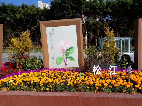 松江市花 白玉兰 园林景观
