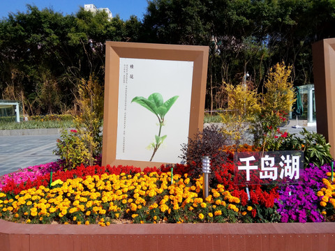 千岛湖市花 桂花 园林景观