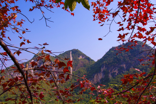 枫叶与山峰