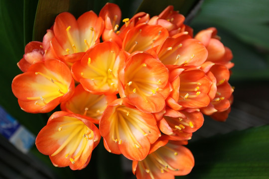君子兰 花卉 花朵 盆栽植物