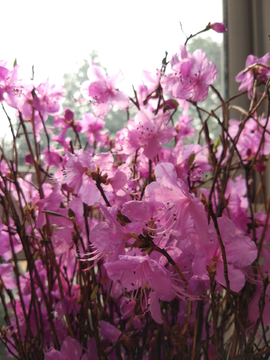 鲜艳的花朵