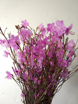 鲜艳的花朵