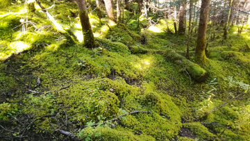 原始森林苔藓景观摄影