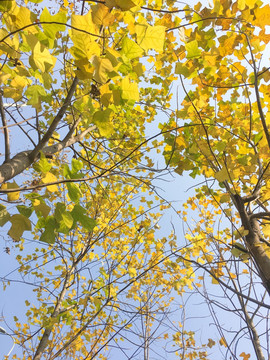 黄色树叶 秋景 秋天