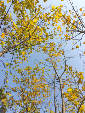 秋天 黄色树叶