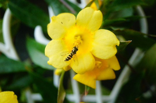 蜜蜂采花
