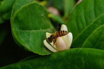 蜜蜂采花