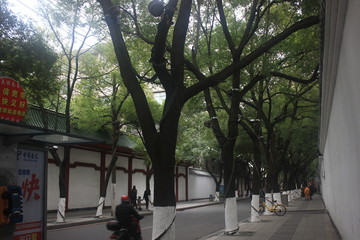 樟树道路