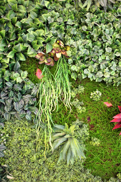 植物墙 装饰墙 植物 绿色装修
