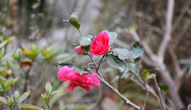 茶花盛开