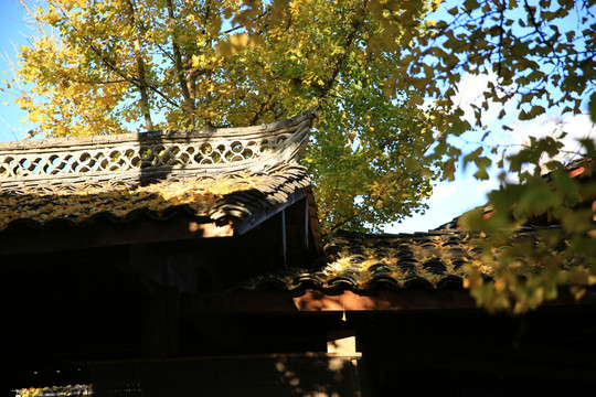 银杏树