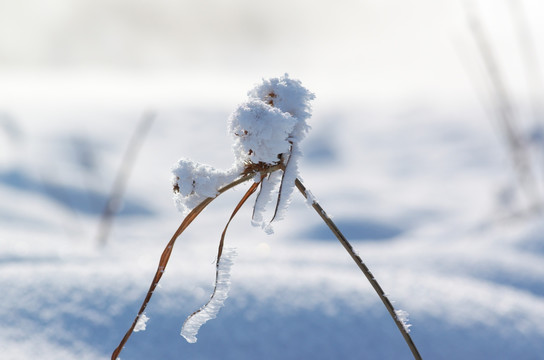 雪