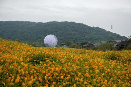 拈花小镇花田