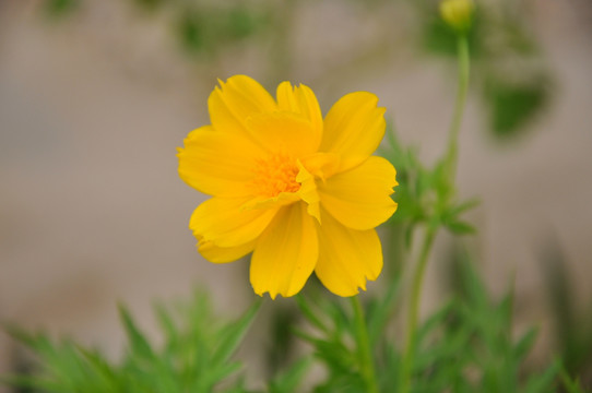 硫华菊