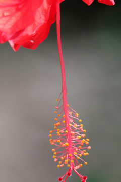 红色花