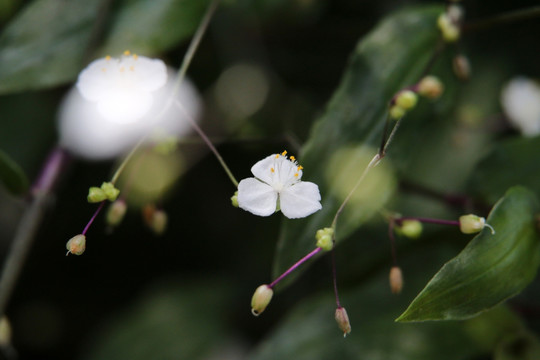 白色小花